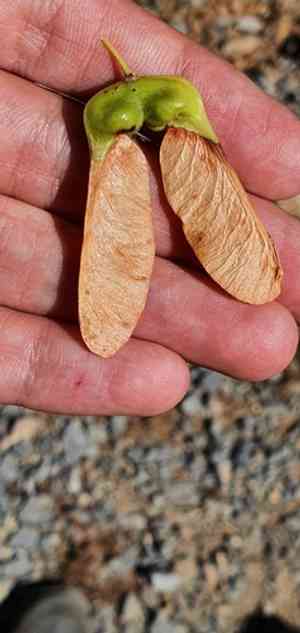 Italian maple(Acer opalus)
