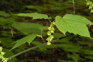 Striped maple(Acer pensylvanicum)