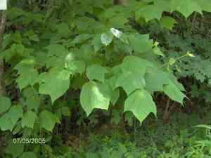 Striped maple(Acer pensylvanicum)