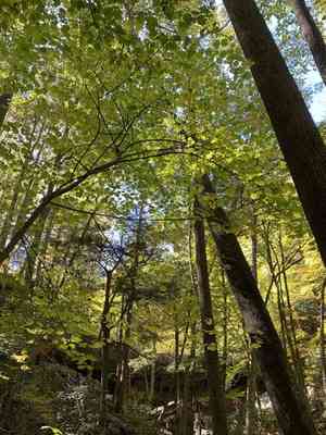 Striped maple(Acer pensylvanicum)