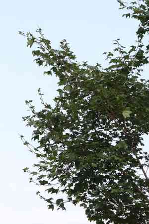 Painted maple(Acer pictum)