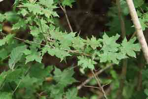 Painted maple(Acer pictum)