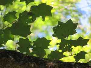 Painted maple(Acer pictum)