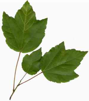 Painted maple(Acer pictum)