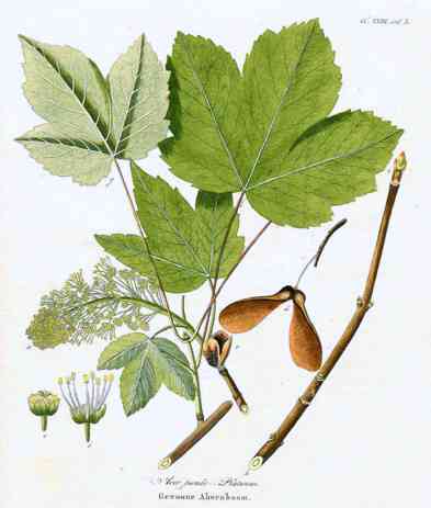 Sycamore(Acer pseudoplatanus)
