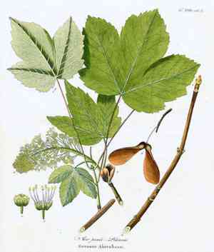 Sycamore(Acer pseudoplatanus)
