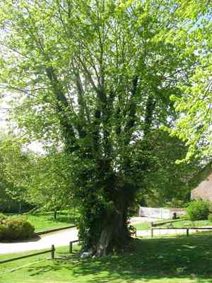 Sycamore(Acer pseudoplatanus)