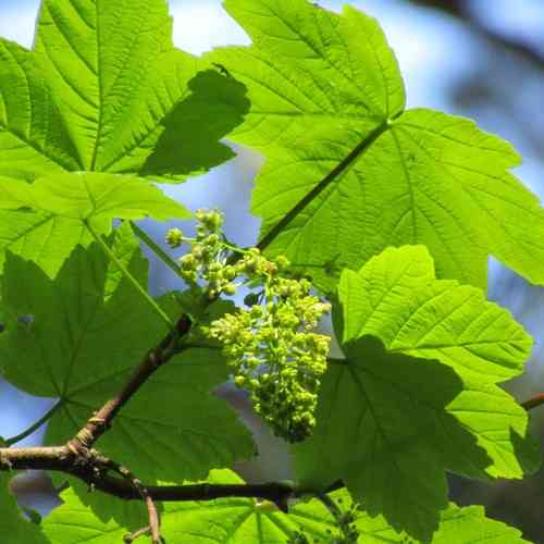 Sycamore(Acer pseudoplatanus)