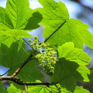 Sycamore(Acer pseudoplatanus)