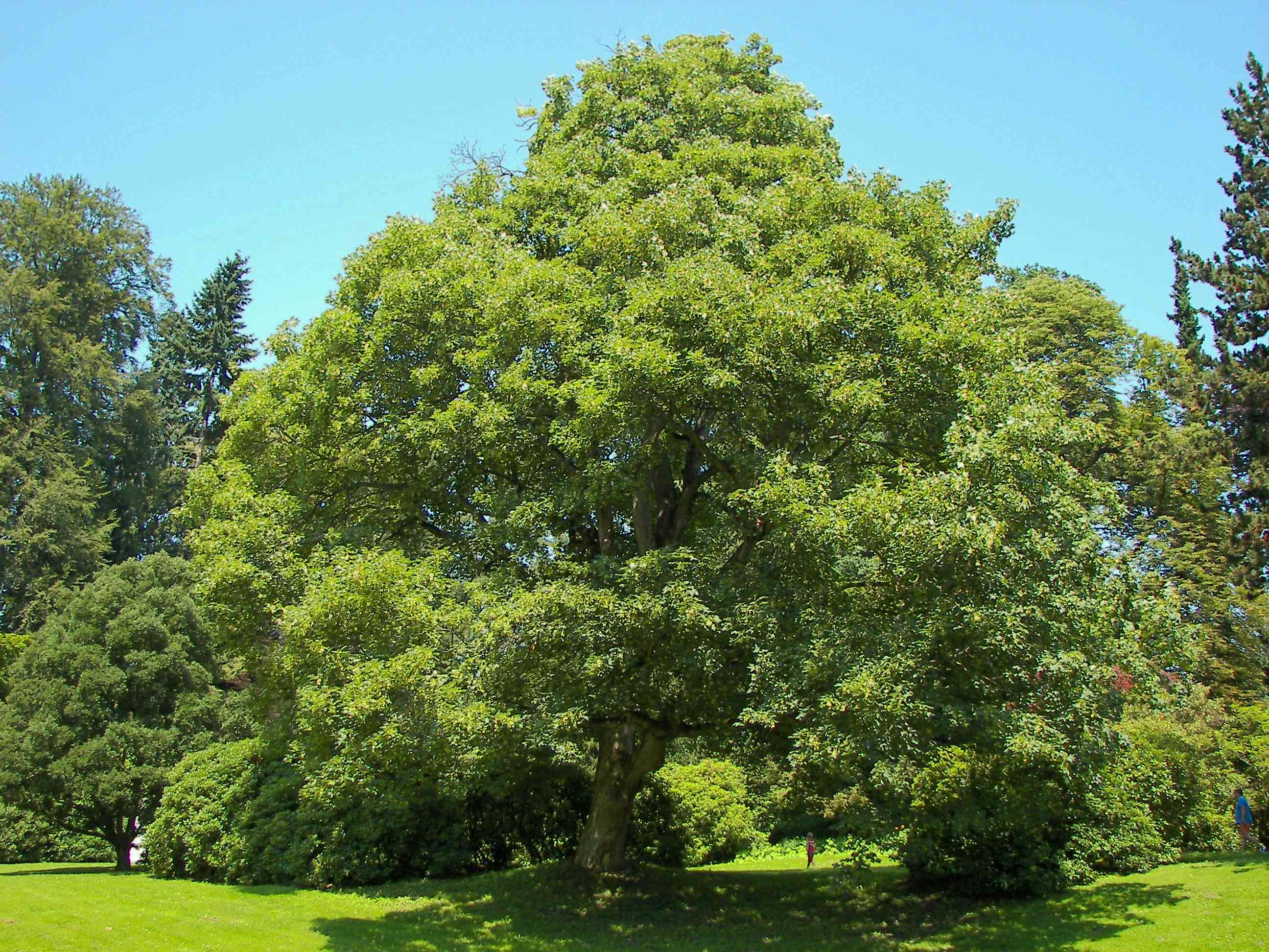 Sycamore(Acer pseudoplatanus)