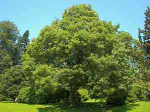 Sycamore(Acer pseudoplatanus)