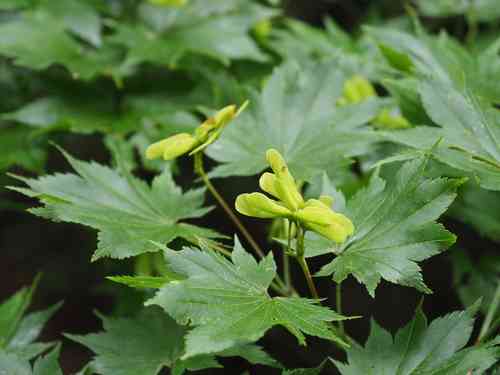 Golden full-moon maple(Acer shirasawanum)