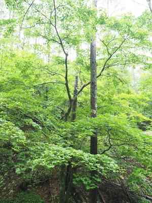 Golden full-moon maple(Acer shirasawanum)