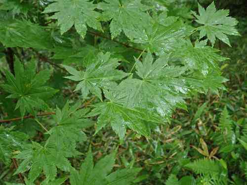 Golden full-moon maple(Acer shirasawanum)