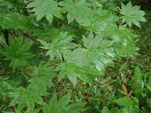Golden full-moon maple(Acer shirasawanum)