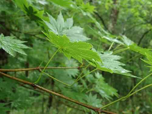 Golden full-moon maple(Acer shirasawanum)
