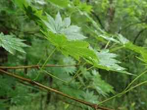 Golden full-moon maple(Acer shirasawanum)