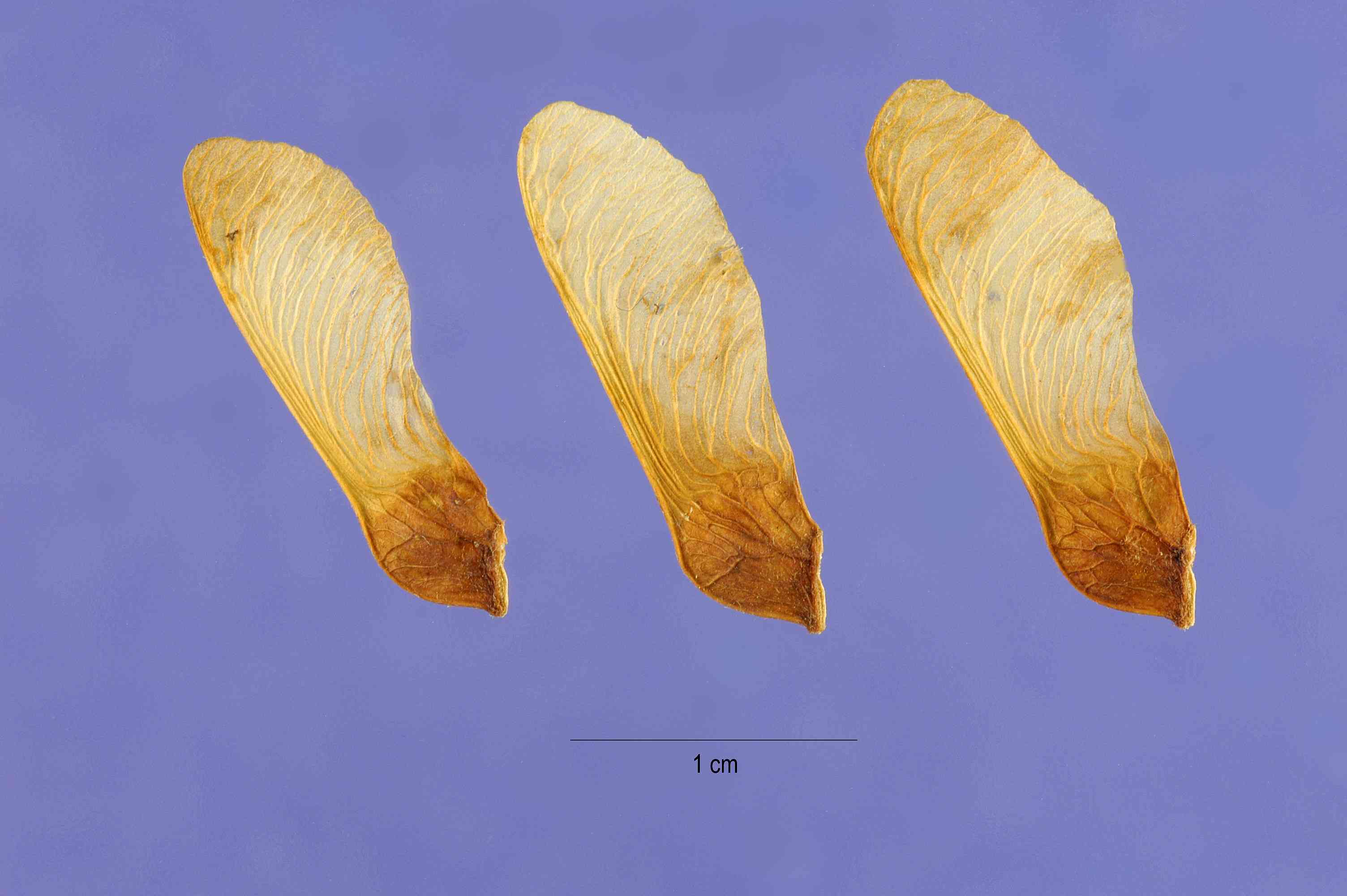 Mountain maple(Acer spicatum)