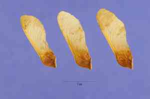 Mountain maple(Acer spicatum)