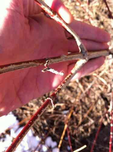 Mountain maple(Acer spicatum)