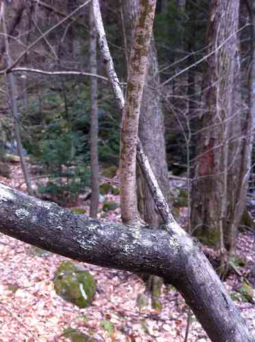 Mountain maple(Acer spicatum)