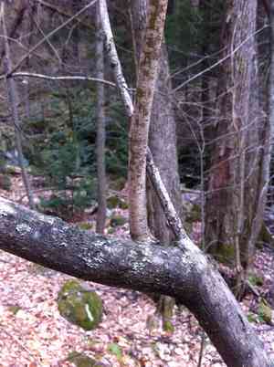 Mountain maple(Acer spicatum)