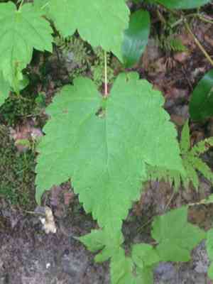 Mountain maple(Acer spicatum)