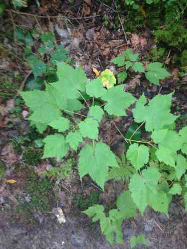 Mountain maple(Acer spicatum)