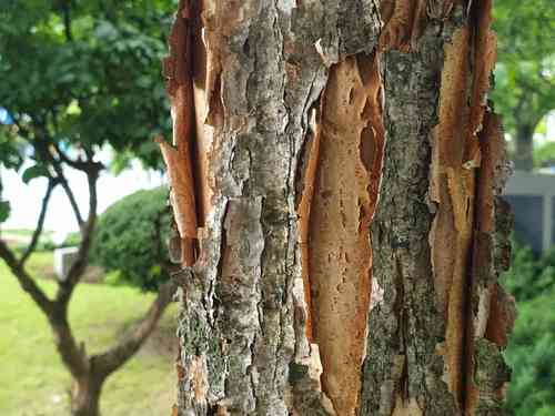 Rough-barked maple(Acer triflorum)