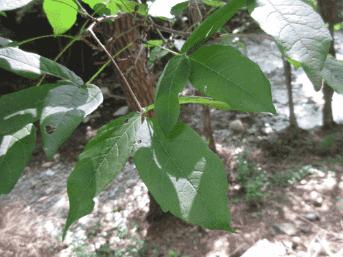 Rough-barked maple(Acer triflorum)
