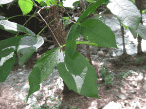 Rough-barked maple(Acer triflorum)