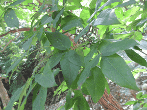 Rough-barked maple(Acer triflorum)