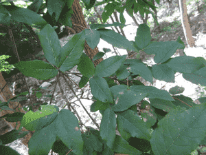 Rough-barked maple(Acer triflorum)
