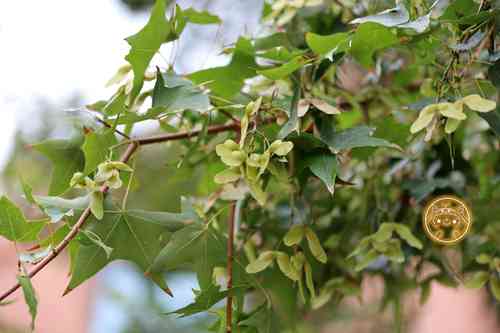 Shandong maple(Acer truncatum)