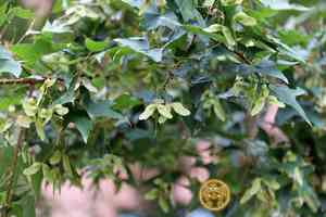 Shandong maple(Acer truncatum)