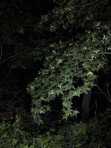 Shandong maple(Acer truncatum)