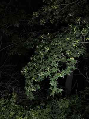 Shandong maple(Acer truncatum)