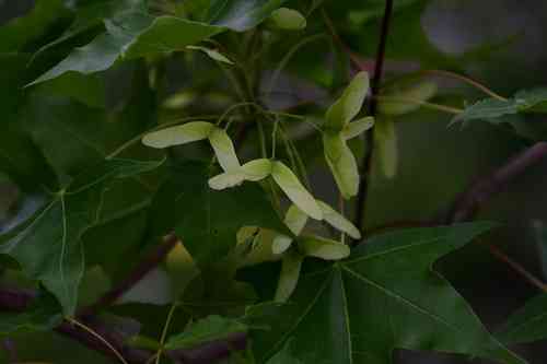 Shandong maple(Acer truncatum)
