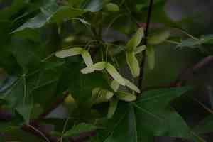 Shandong maple(Acer truncatum)