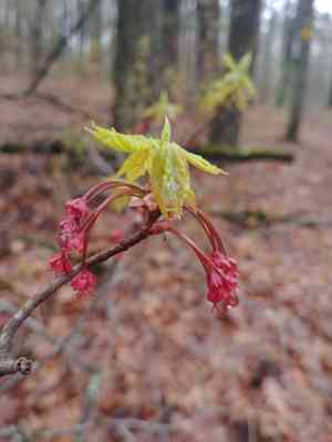 Maples (Acer)(Acer)