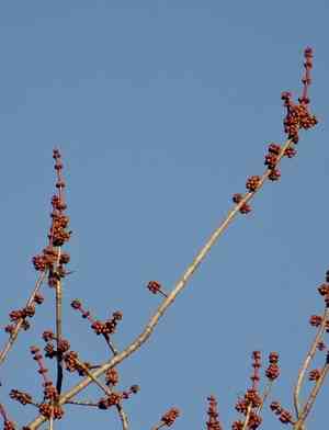 Maples (Acer)(Acer)