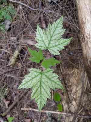 Maples (Acer)(Acer)