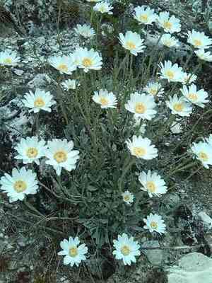 Yarrow(Achillea ageratifolia)