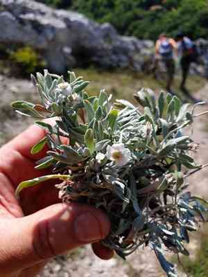 Yarrow(Achillea ageratifolia)