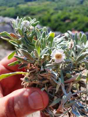 Yarrow(Achillea ageratifolia)
