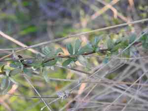 Sweet milfoil(Achillea ageratum)