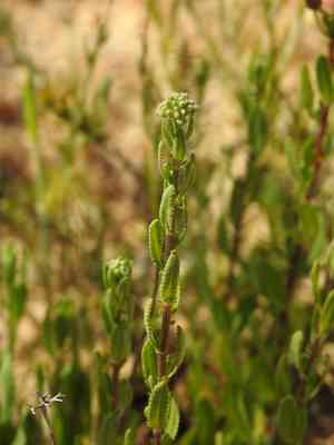 Sweet milfoil(Achillea ageratum)
