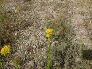 Sweet milfoil(Achillea ageratum)