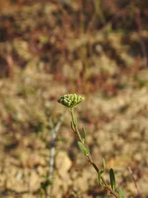 Sweet milfoil(Achillea ageratum)