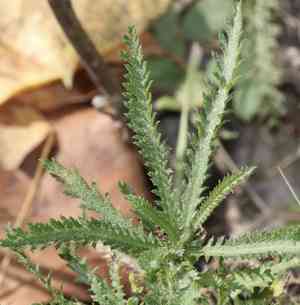 Chinese yarrow(Achillea alpina)